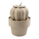 MINI CACTUS BOLA