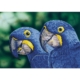 Pintar con diamantes Diamond Dotz Blue Hyacinth Macaws 37 x 52 cm