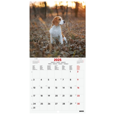 Calendario de pared 2025 Finocam 18 x 18 cm dogs internacional