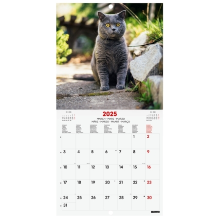 Calendario de pared 2025 Finocam 18 x 18 cm cats internacional