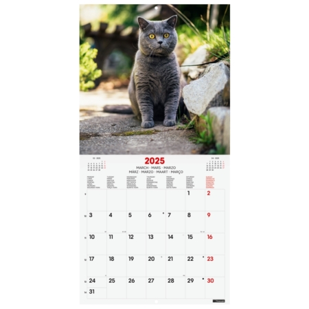 Calendario de pared 2025 Finocam 30 x 30 cm cats internacional